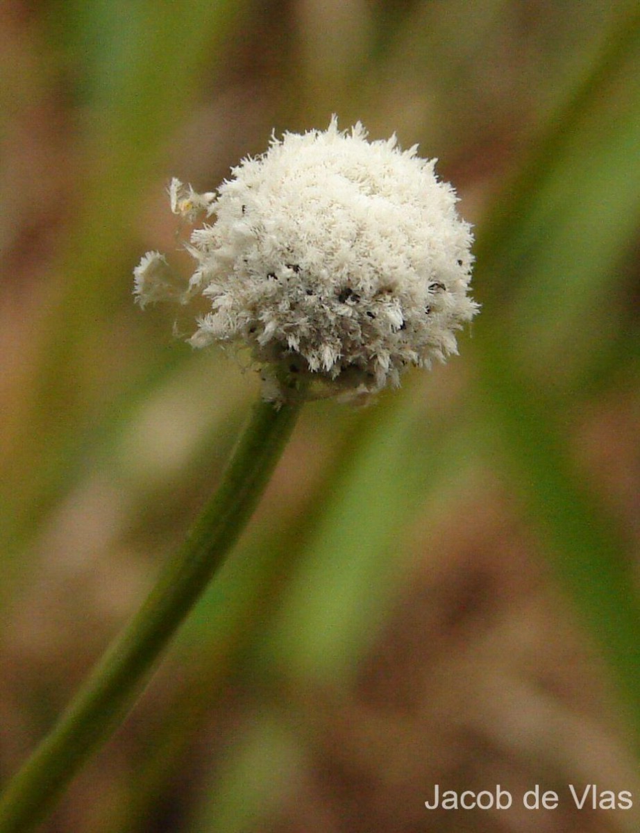 Eriocaulon quinquangulare L.